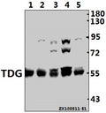 Western blot (WB) analysis of TDG (K90) pAb at 1:1000 dilution
Lane1:CT-26 whole cell lysate(40ug)
Lane2:PC12 whole cell lysate(40ug)
Lane3:HCT116 whole cell lysate(40ug)
Lane4:HEK293T whole cell lysate(40ug)
Lane5:Hela whole cell lysate(40ug)