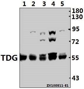 Western blot (WB) analysis of TDG (K90) pAb at 1:1000 dilution
Lane1:CT-26 whole cell lysate(40ug)
Lane2:PC12 whole cell lysate(40ug)
Lane3:HCT116 whole cell lysate(40ug)
Lane4:HEK293T whole cell lysate(40ug)
Lane5:Hela whole cell lysate(40ug)