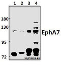 Western blot (WB) analysis of EphA7 (E477) pAb at 1:500 dilution
Lane1:3T3-L1 whole cell lysate(40ug)
Lane2:H9C2 whole cell lysate(40ug)
Lane3:A549 whole cell lysate(40ug)
Lane4:HEK293T whole cell lysate(40ug)