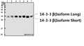 Western blot (WB) analysis of 14-3-3 β (Q69) polyclonal antibody at 1:500 dilution
Lane1:U-87MG whole cell lysate(40ug)
Lane2:MCF-7 whole cell lysate(40ug)
Lane3:K562 whole cell lysate(40ug)
Lane4:HepG2 whole cell lysate(40ug)
Lane5:HEK293T whole cell lysate(40ug)
Lane6:PC12 whole cell lysate(40ug)
Lane7:CT-26 whole cell lysate(40ug)