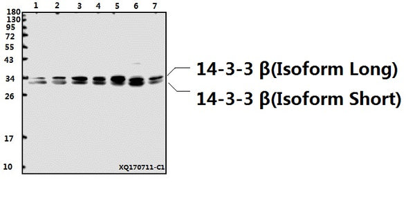 Western blot (WB) analysis of 14-3-3 β (Q69) polyclonal antibody at 1:500 dilution
Lane1:U-87MG whole cell lysate(40ug)
Lane2:MCF-7 whole cell lysate(40ug)
Lane3:K562 whole cell lysate(40ug)
Lane4:HepG2 whole cell lysate(40ug)
Lane5:HEK293T whole cell lysate(40ug)
Lane6:PC12 whole cell lysate(40ug)
Lane7:CT-26 whole cell lysate(40ug)