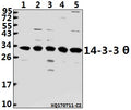 Western blot (WB) analysis of 14-3-3 θ (Q67) pAb at 1:500 dilution
Lane1:K562 whole cell lysate(40ug)
Lane2:HepG2 whole cell lysate(40ug)
Lane3:A549 whole cell lysate(40ug)
Lane4:HEK293T whole cell lysate(40ug)
Lane5:U-87MG whole cell lysate(40ug)