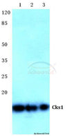 Cks1 (H3) polyclonal antibody – Figure 1 of 1