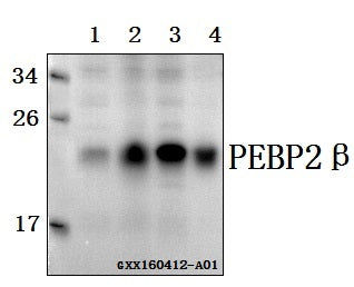 Western blot (WB) analysis of PEBP2β (R33) polyclonal antibody at 1:500 dilution
Lane1:L02 whole cell lysate(40ug)
Lane2:HEK293T whole cell lysate(40ug)
Lane3:A549 whole cell lysate(40ug)
Lane4:SGC-7901 whole cell lysate(40ug)