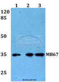 MB67 (T102) polyclonal antibody – Figure 1 of 1