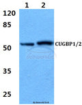 CUG-BP1/2 (K95) polyclonal antibody – Figure 1 of 1