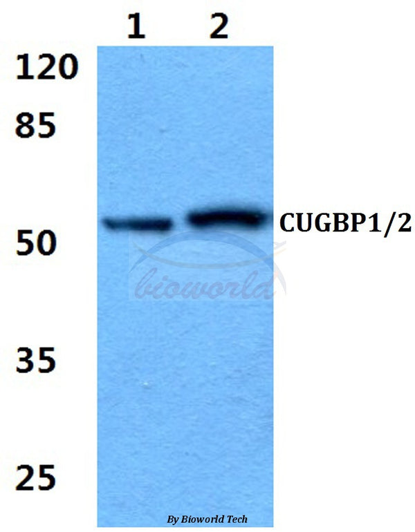 CUG-BP1/2 (K95) polyclonal antibody – Figure 1 of 1