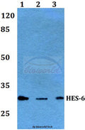 HES-6 (A6) polyclonal antibody – Figure 1 of 1