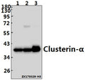 Western blot (WB) analysis of Clusterin-α (E436) pAb at 1:500 dilution
Lane1:Hela whole cell lysate(40ug)
Lane2:A549 whole cell lysate(40ug)
Lane3:SGC7901 whole cell lysate(40ug)