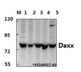 Western blot (WB) analysis of Daxx (D384) polyclonal antibody at 1:500 dillution
Lane1:Hela whole cell lysate(40μg)
Lane2:MCF-7 whole cell lysate(40μg) 
Lane3:A549 whole cell lysate(40μg)
Lane4:PC12 whole cell lysate(40μg) 
Lane5:The Brain tissue lysate of Mouse (40μg)