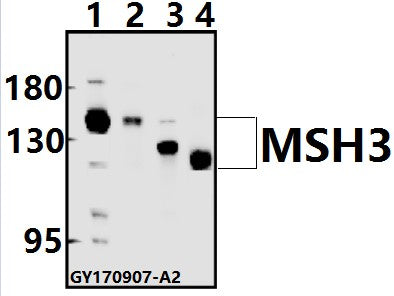 Western blot (WB) analysis of MSH3 (A80) pAb at 1:500 dilution
Lane1:HEK293T whole cell lysate(20ug)
Lane2:MCF-7 whole cell lysate(20ug)
Lane3:H9C2 whole cell lysate(20ug)
Lane4:CT26 whole cell lysate(40ug)