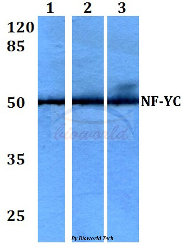 Western blot (WB) analysis of NF-YC (W85) polyclonal antibody at 1:500 dilution
Lane1:HEK293T whole cell lysate
Lane2:Raw264.7 whole cell lysate
Lane3:H9C2 whole cell lysate