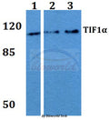 TIF1α (Q1034) polyclonal antibody – Figure 1 of 1