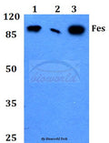 Fes (K161) polyclonal antibody – Figure 1 of 1