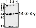 Western blot (WB) analysis of 14-3-3 γ (M81) pAb at 1:500 dilution
Lane1:HEK293T whole cell lysate(40ug)
Lane2:U-87MG whole cell lysate(40ug)
Lane3:SP2/0 whole cell lysate(40ug)
Lane4:H9C2 whole cell lysate(40ug)