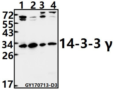 Western blot (WB) analysis of 14-3-3 γ (M81) pAb at 1:500 dilution
Lane1:HEK293T whole cell lysate(40ug)
Lane2:U-87MG whole cell lysate(40ug)
Lane3:SP2/0 whole cell lysate(40ug)
Lane4:H9C2 whole cell lysate(40ug)