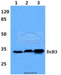 DcR3 (G287) polyclonal antibody – Figure 1 of 1