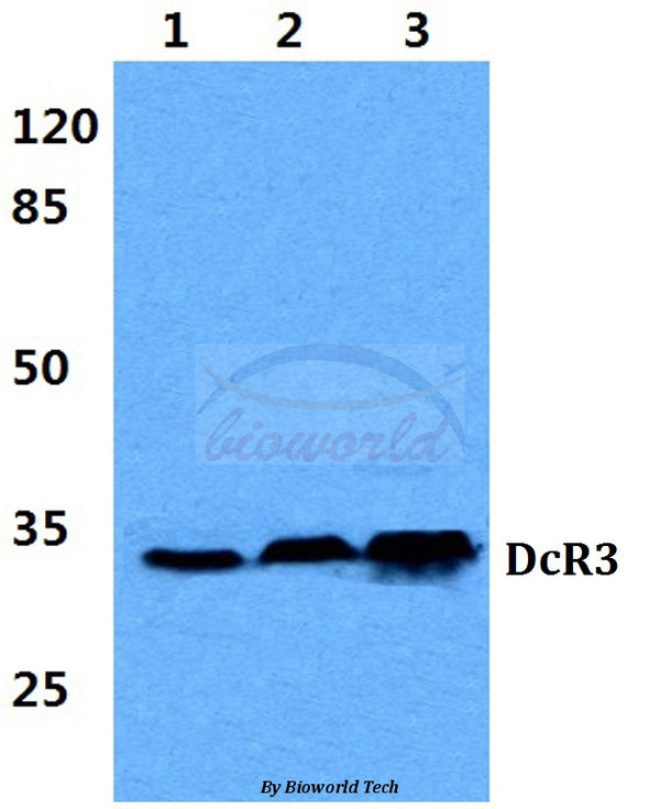 DcR3 (G287) polyclonal antibody – Figure 1 of 1