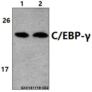 Western blot (WB) analysis of C/EBP-γ (E64) polyclonal antibody at 1:500 dilution
Lane1:SGC-7901 whole cell lysate(40ug)
Lane2:The testis tissue lysate of Mouse(30ug)