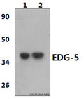 EDG-5 (L303) polyclonal antibody – Figure 1 of 1