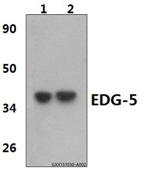 EDG-5 (L303) polyclonal antibody – Figure 1 of 1