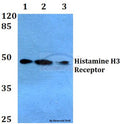 Histamine H3 Receptor (P326) polyclonal antibody – Figure 1 of 1