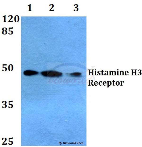 Histamine H3 Receptor (P326) polyclonal antibody – Figure 1 of 1