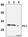 Western blot (WB) analysis of PU.1 (R212) polyclonal antibody at 1:1000 dilution   Lane1:JURKAT whole cell lysate(37ug) 
Lane2:THP-1 whole cell lysate(37ug)   
Lane3:The blood cell tissue lysate of Rat(36ug)