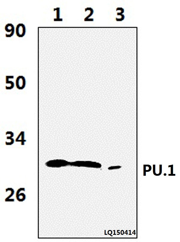 Western blot (WB) analysis of PU.1 (R212) polyclonal antibody at 1:1000 dilution   Lane1:JURKAT whole cell lysate(37ug) 
Lane2:THP-1 whole cell lysate(37ug)   
Lane3:The blood cell tissue lysate of Rat(36ug)