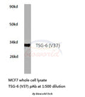 Western blot (WB) analysis of TSG-6 (V37) polyclonal antibody in extracts from MCF7 cells.