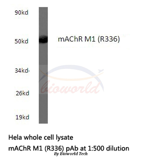 Western blot (WB) analysis of mAChR M1 (R336) polyclonal antibody in extracts from hela cells.