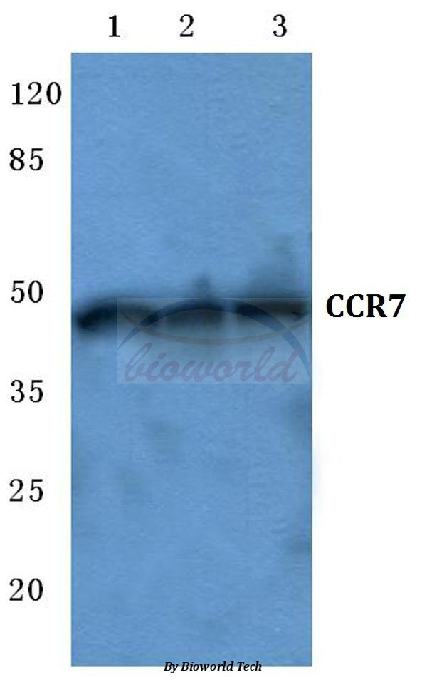 CCR7 (R209) polyclonal antibody – Figure 1 of 1