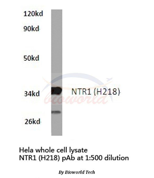Western blot (WB) analysis of NTR1 (H218) polyclonal antibody in extracts from hela cells.