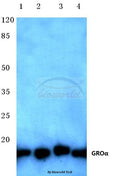 Western blot (WB) analysis of GROα (P88) polyclonal antibody at 1:500 dilution
Lane1:Jurkat cell lysate
Lane2:HEK293T cell lysate
Lane3:Mouse heart tissue lysate
Lane4:Rat brain tissue lysate