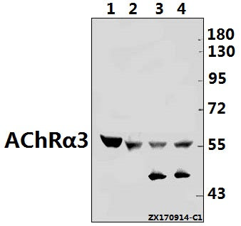 Western blot (WB) analysis of AChRα3 (L139) pAb at 1:500 dilution
Lane1:The Brain tissue lysate of Mouse(40ug)
Lane2:C6 whole cell lysate(40ug)
Lane3:A549 whole cell lysate(40ug)
Lane4:Hela whole cell lysate(40ug)