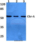 Chr-A (G360) polyclonal antibody – Figure 1 of 1