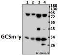 Western blot (WB) analysis of GCSm-γ (V91) pAb at 1:500 dilution
Lane1:MEF whole cell lysate(40ug)
Lane2:The Spleen tissue lysate of Mouse(40ug)
Lane3:HEK293T whole cell lysate(40ug)
Lane4:Panc1 whole cell lysate(40ug)