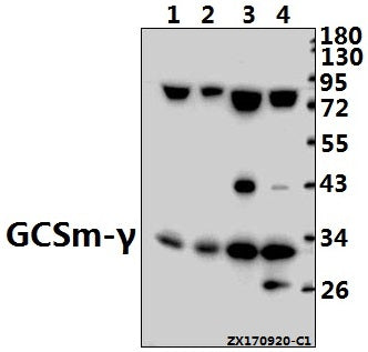 Western blot (WB) analysis of GCSm-γ (V91) pAb at 1:500 dilution
Lane1:MEF whole cell lysate(40ug)
Lane2:The Spleen tissue lysate of Mouse(40ug)
Lane3:HEK293T whole cell lysate(40ug)
Lane4:Panc1 whole cell lysate(40ug)