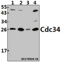Cdc34 (D163) polyclonal antibody - Figure 1 of 1