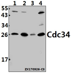 Cdc34 (D163) polyclonal antibody - Figure 1 of 1
