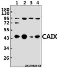 Western blot (WB) analysis of CA IX (D82) pAb at 1:500 dilution
Lane1:C6 whole cell lysate(40ug)
Lane2:CT26 whole cell lysate(40ug)
Lane3:PC3 whole cell lysate(40ug)
Lane4:Hela whole cell lysate(40ug)
