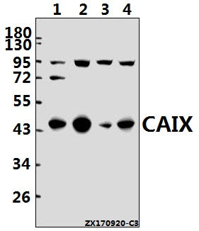 Western blot (WB) analysis of CA IX (D82) pAb at 1:500 dilution
Lane1:C6 whole cell lysate(40ug)
Lane2:CT26 whole cell lysate(40ug)
Lane3:PC3 whole cell lysate(40ug)
Lane4:Hela whole cell lysate(40ug)
