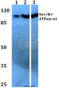 Na+/K+-ATPase α1 (G19) polyclonal antibody – Figure 1 of 1