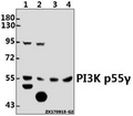 Western blot (WB) analysis of PI3K p85α/p55γ (Y463) pAb at 1:500 dilution
Lane1:HCC827 whole cell lysate(40ug)
Lane2:SGC7901 whole cell lysate(40ug)
Lane3:The Brain tissue lysate of Mouse(40ug)
Lane4:The Testis tissue lysate of Rat(40ug)