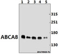 ABCA8 (F1195) polyclonal antibody - Figure 1 of 1