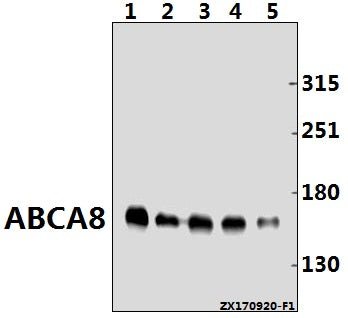 ABCA8 (F1195) polyclonal antibody - Figure 1 of 1