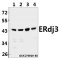 ERdj3 (K66) polyclonal antibody - Figure 1 of 1