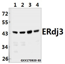 ERdj3 (K66) polyclonal antibody - Figure 1 of 1