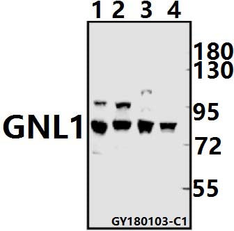 Western blot (WB) analysis of GNL1 (Q103) pAb at 1:1000 dilution
Lane1:The Brain tissue lysate of Mouse(40ug)
Lane2:The Brain tissue lysate of Rat(40ug)
Lane3:HEK293T whole cell lysate(40ug)
Lane4:MCF-7 whole cell lysate(40ug)