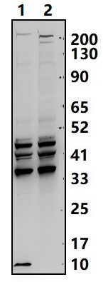 IL-8 (V68) polyclonal antibody – Figure 1 of 1